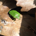 Stink bug