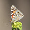 Australian Painted Lady