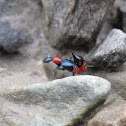Rove Beetle