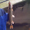 Pike