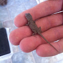 Western Fence Lizard