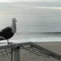 Seagull