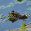 Bullfrog