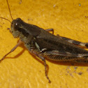 Grasshopper