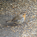 European Robin