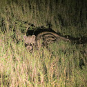 African civet