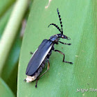 Soldier beetle