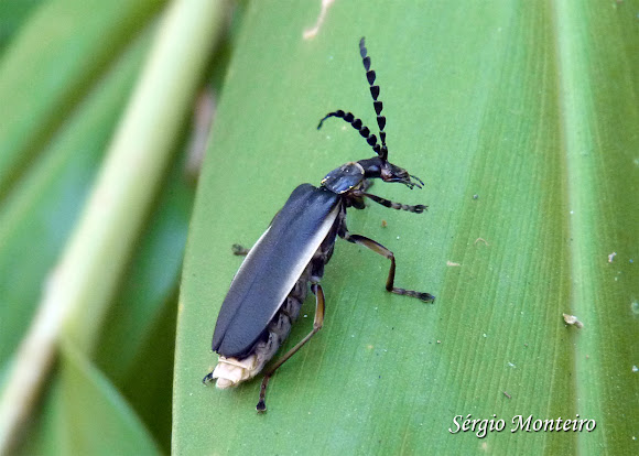 Spotting Image 1
