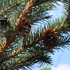 Howell's Dwarf Alcock's Spruce