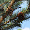 Howell's Dwarf Alcock's Spruce
