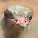 ostrich