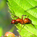 Ant
