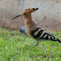 Hoopoe