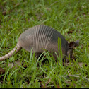 Nine-banded armadillo