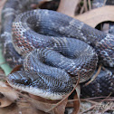 Texas Ratsnake