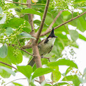 Red-whiskered Bulbul