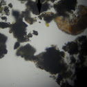 Water Bear