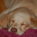 Golden Labrador