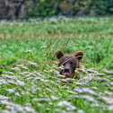 Coastal brown bear