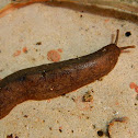 Pancake Slug