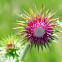 Nodding Thistle
