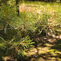 Eastern White Pine