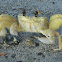Ghost Crab
