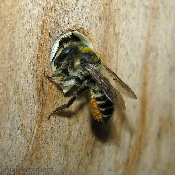 Leafcutter Bee Nesting Project Noah