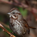 Song Sparrow