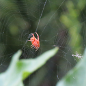 Orb Weaver