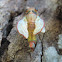 Cicadetta moulting