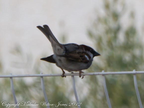 Spotting Image 1