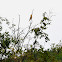 Eurasian Golden Oriole