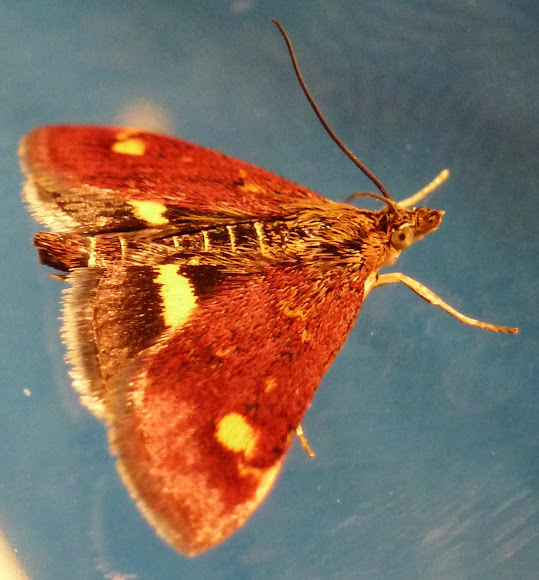 Spotting Image 1