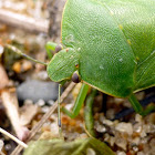 Green Stink Bug