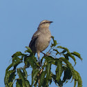 Chalk-browed Mockingbird