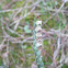 Autumn Lady's-tresses