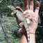 Crevice Spiny Lizard
