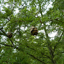 Eastern Hemlock