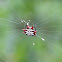 Spiny Orb-Weaver