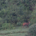 Bushbuck