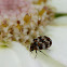 Varied Carpet Beetle