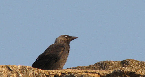 Spotting Image 1