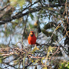 Northern Cardinal