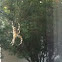 Garden Spider