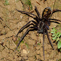 Wandering Spider