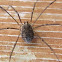 Harvestman
