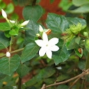 Arabian jasmine sp.