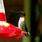 Ruby-throated Hummingbird