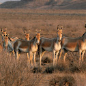 Persian wild ass (Onager)